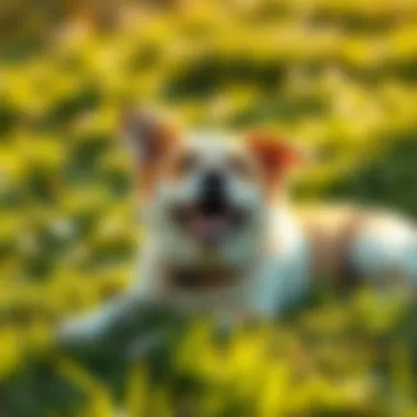 A happy dog lying in the grass, enjoying the sunshine after a long break, symbolizing a return to normal life.