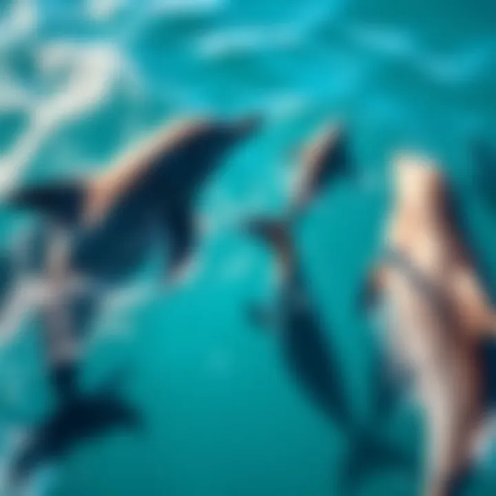 A group of dolphins swimming in turquoise waters, showing their playful nature.