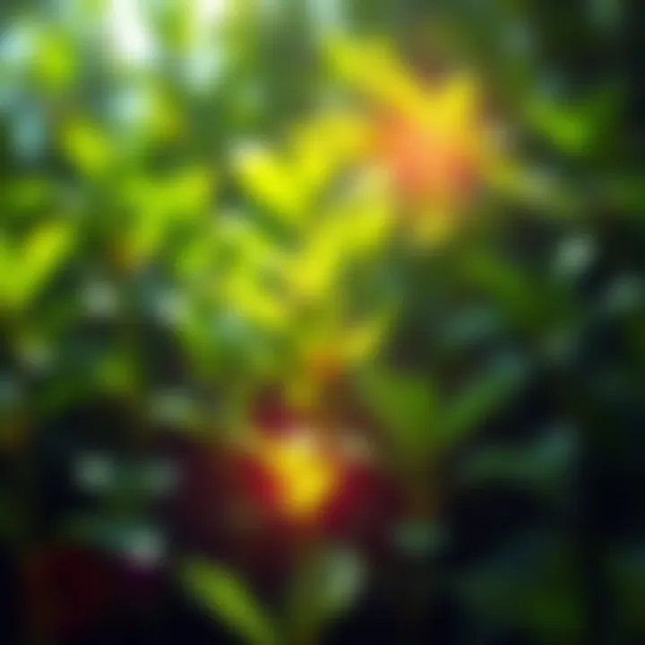 A vibrant green plant with sunlight filtering through its leaves, symbolizing growth and knowledge.