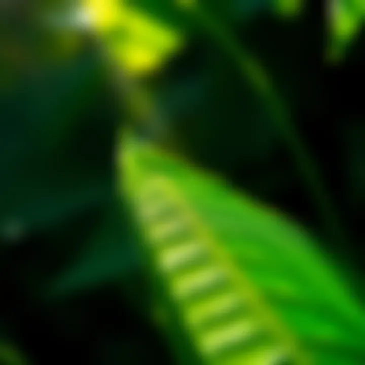 A vibrant green leaf with sunlight shining through it, symbolizing nature and freshness.