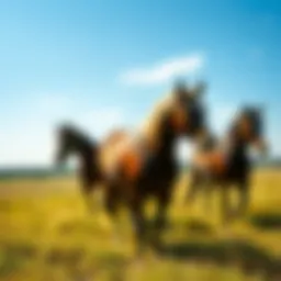 Horses in a southern pasture Horses grazing in a sunny southern pasture with blue skies