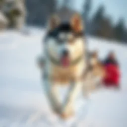 Husky sled dog running in the snow A beautiful Siberian Husky with striking blue eyes running energetically in a snowy landscape while pulling a sled
