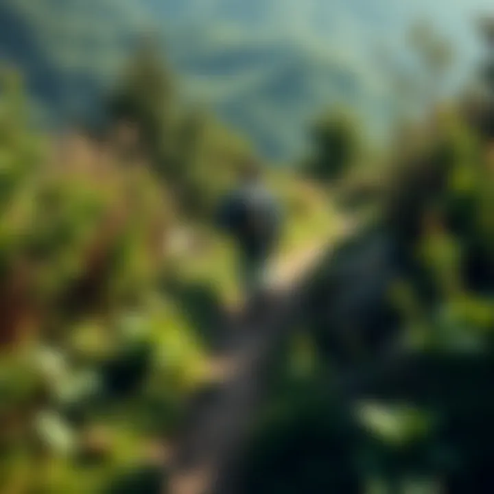 A person walking on a new trail surrounded by greenery, symbolizing personal growth and change