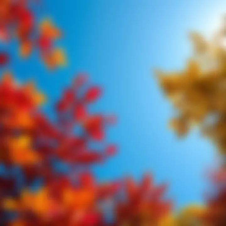 September 2026 Opportunities A vibrant autumn scene with colorful leaves and a clear blue sky, representing new beginnings and opportunities in September 2026.