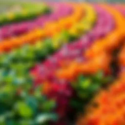 A variety of thriving crops representing the best harvests of 2025, showcasing vibrant colors and healthy plants in a field